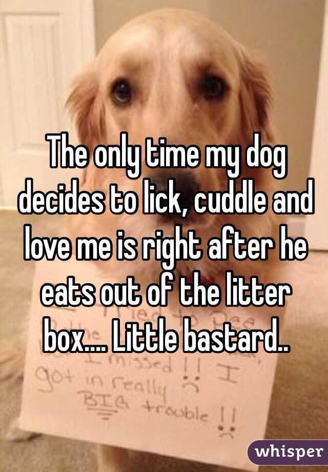 The only time my dog decides to lick, cuddle and love me is right after he eats out of the litter box.... Little bastard..