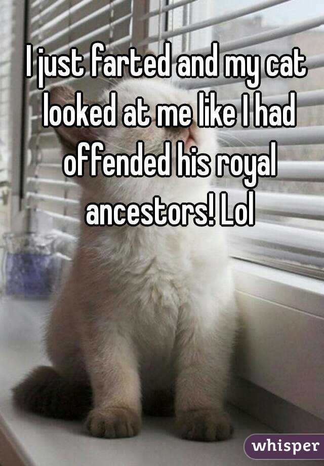 I just farted and my cat looked at me like I had offended his royal ancestors! Lol