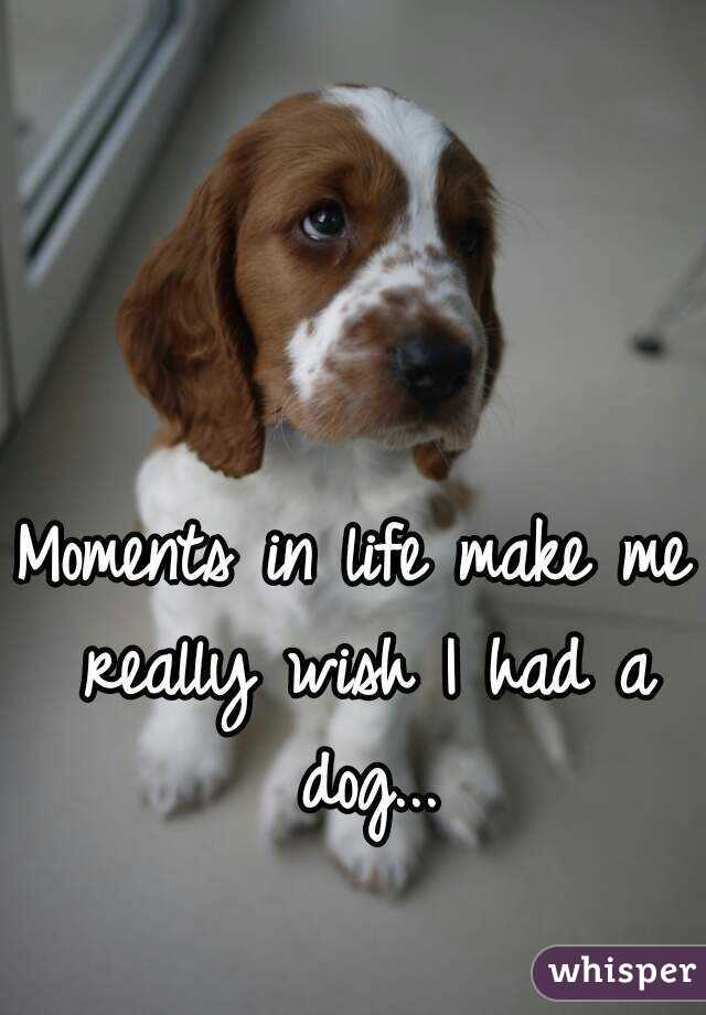 Moments in life make me really wish I had a dog...
