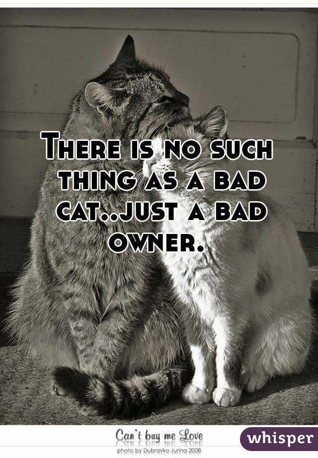 There is no such thing as a bad cat..just a bad owner. 