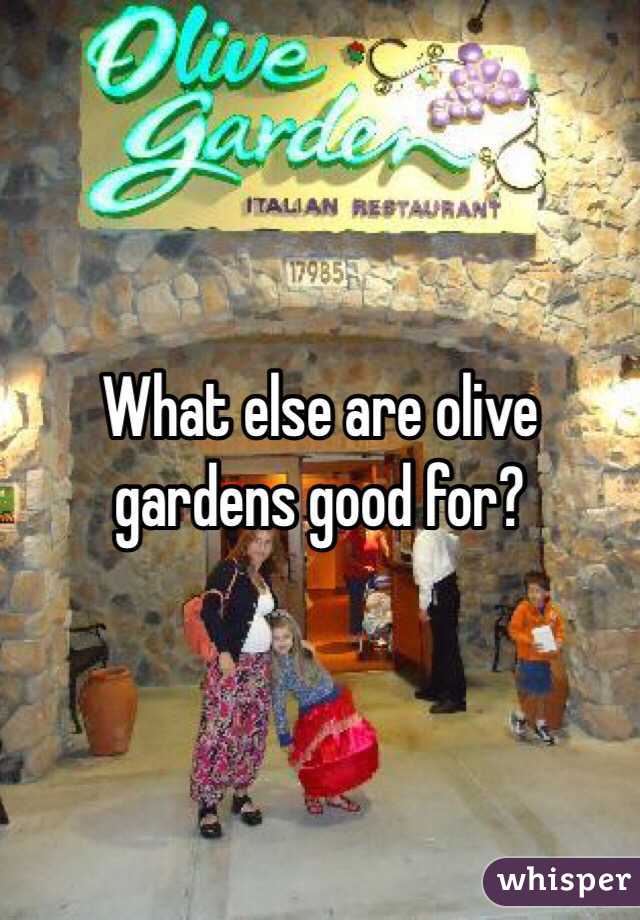 What else are olive gardens good for?
