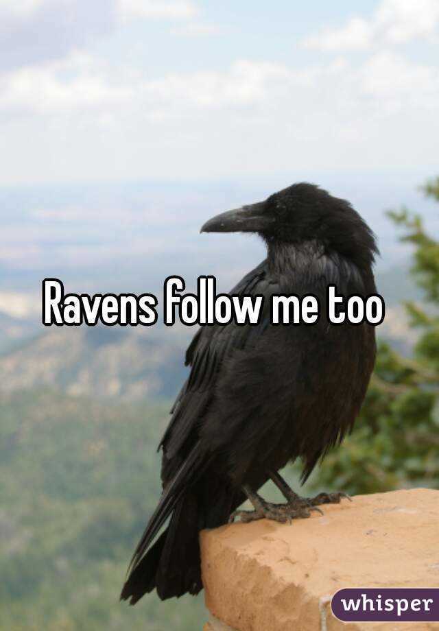 Ravens follow me too 