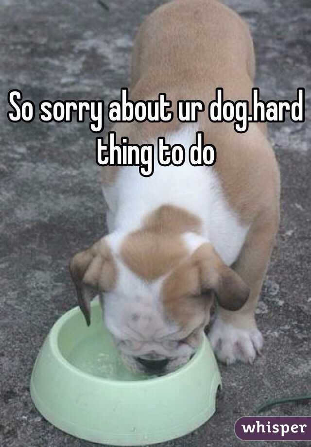 So sorry about ur dog.hard thing to do
