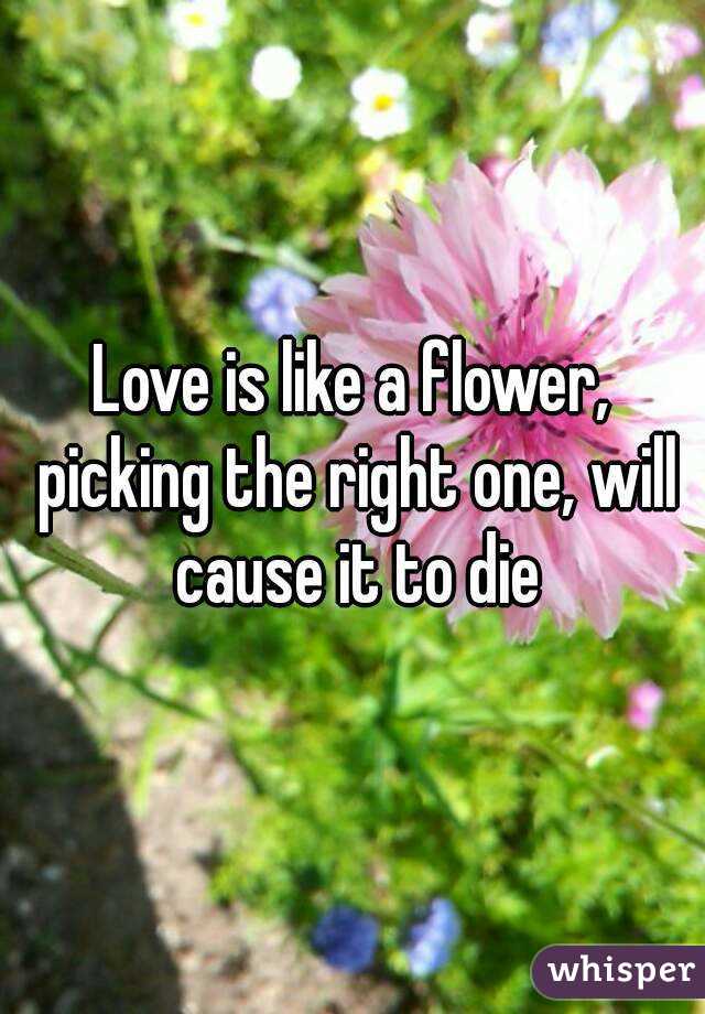 Love is like a flower, picking the right one, will cause it to die