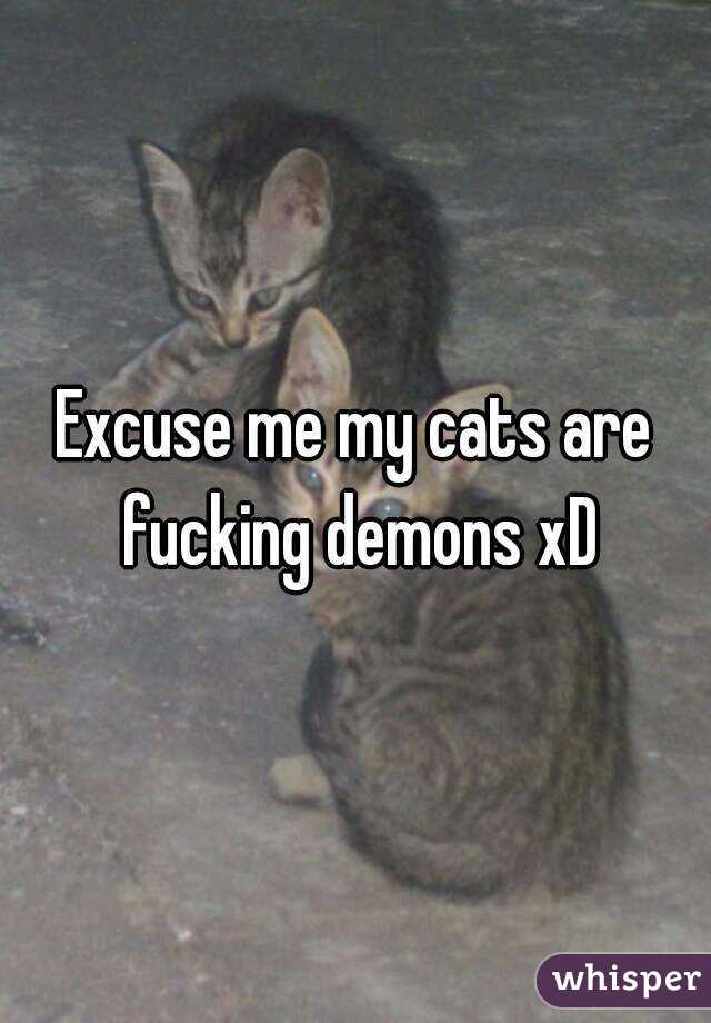 Excuse me my cats are fucking demons xD