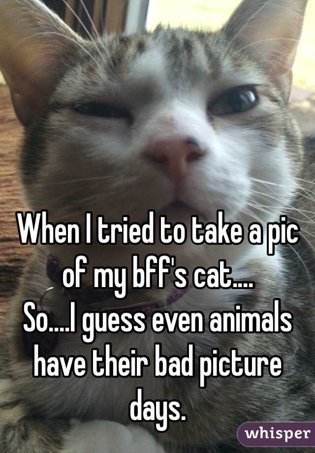 When I tried to take a pic of my bff's cat....
So....I guess even animals have their bad picture days.