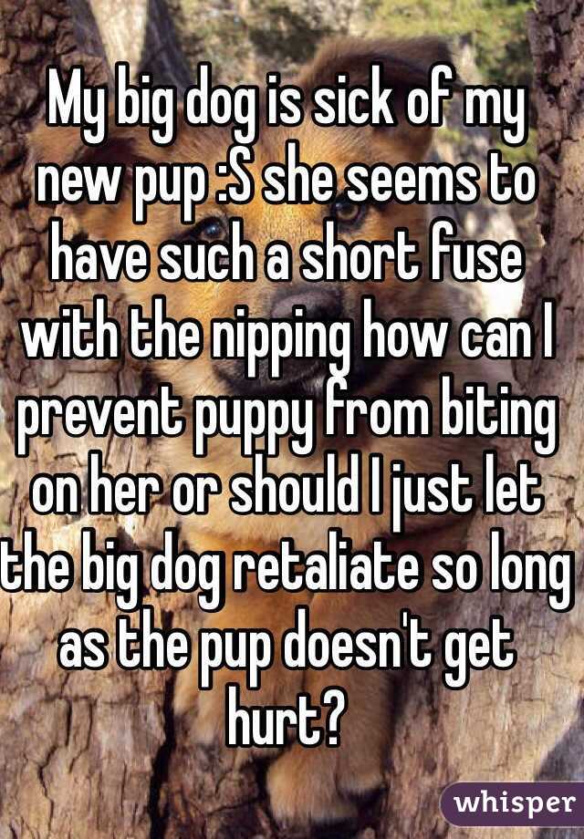 My big dog is sick of my new pup :S she seems to have such a short fuse with the nipping how can I prevent puppy from biting on her or should I just let the big dog retaliate so long as the pup doesn't get hurt? 