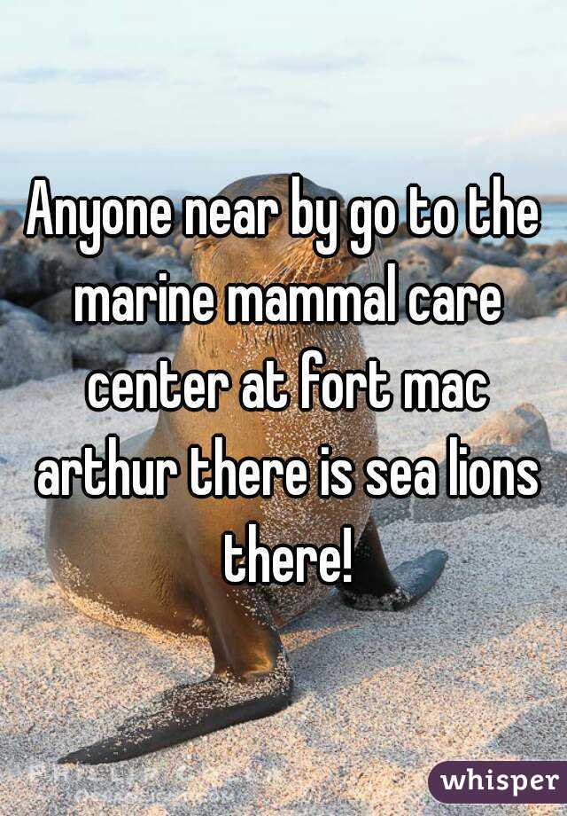 Anyone near by go to the marine mammal care center at fort mac arthur there is sea lions there!