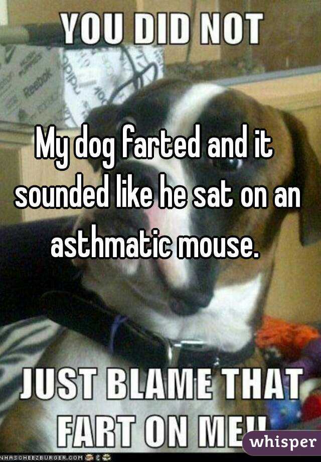 My dog farted and it sounded like he sat on an asthmatic mouse. 