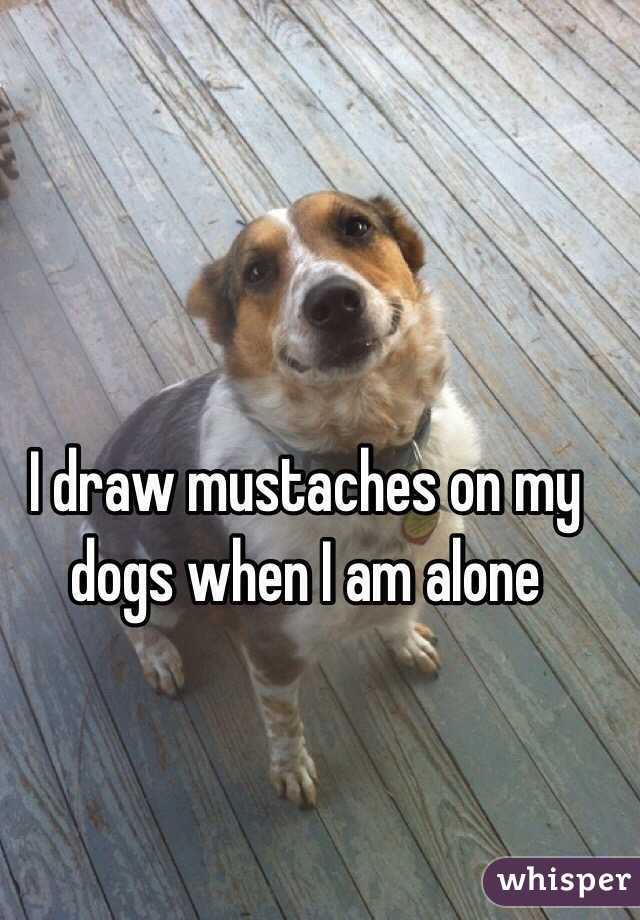 I draw mustaches on my dogs when I am alone