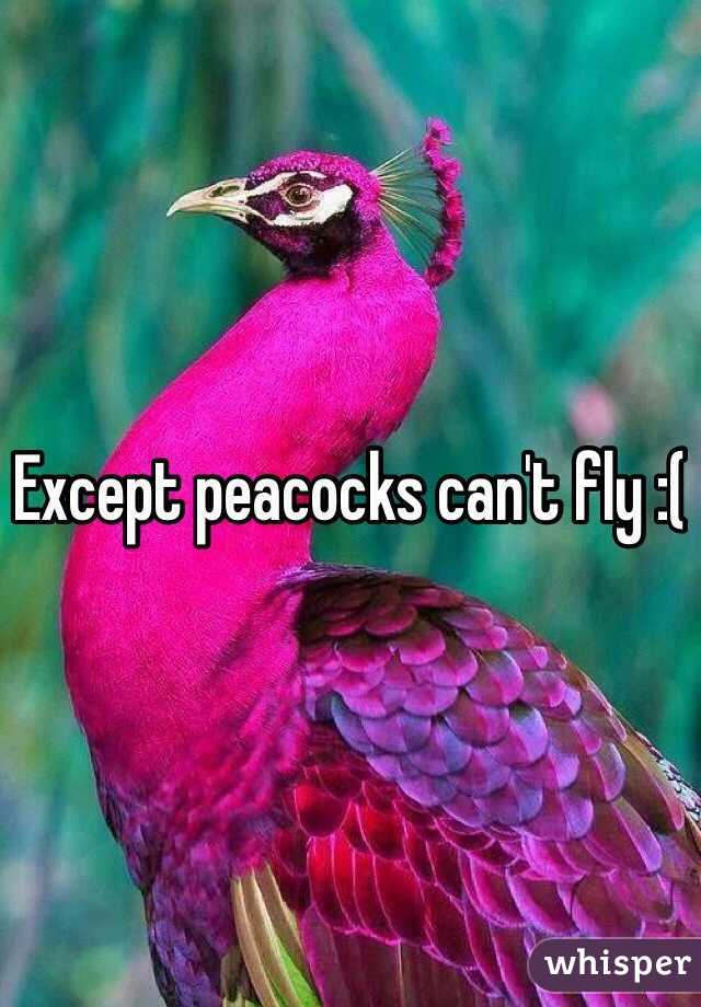 Except peacocks can't fly :(