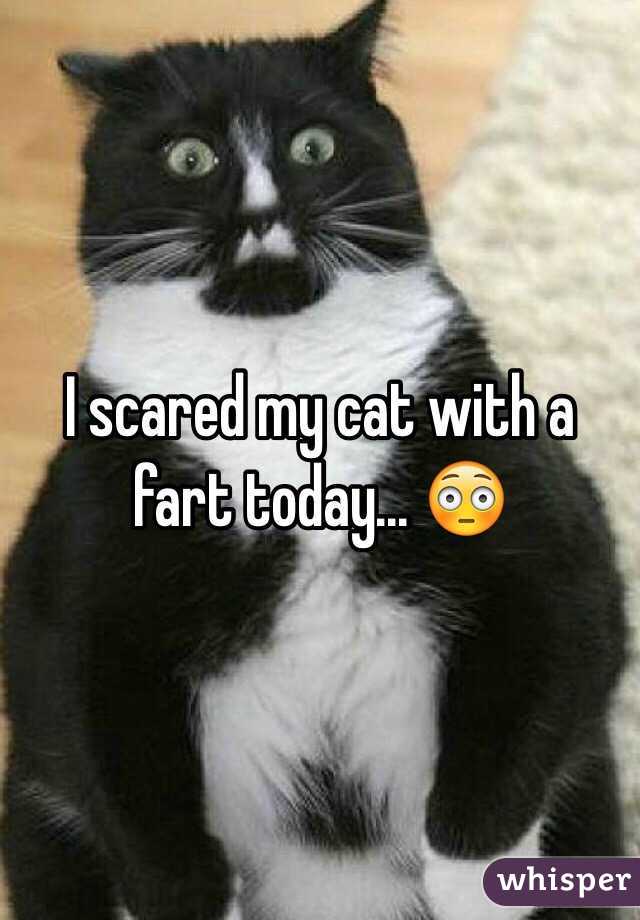 I scared my cat with a fart today... 😳