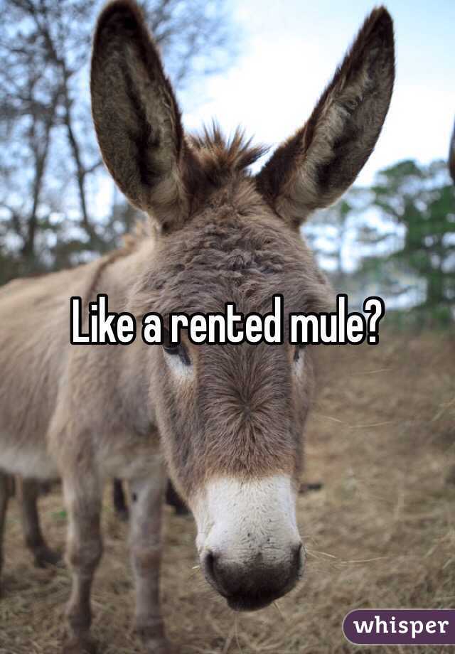 Like a rented mule?