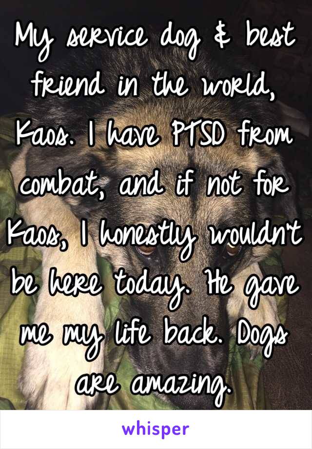 My service dog & best friend in the world, Kaos. I have PTSD from combat, and if not for Kaos, I honestly wouldn't be here today. He gave me my life back. Dogs are amazing. 