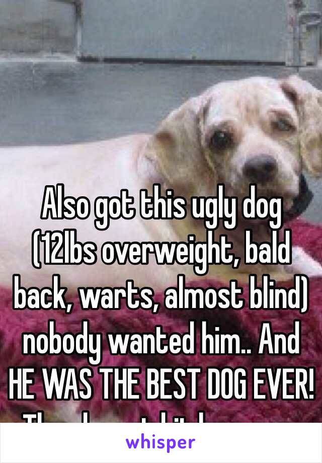 Also got this ugly dog (12lbs overweight, bald back, warts, almost blind) nobody wanted him.. And HE WAS THE BEST DOG EVER! Then he got hit by a car..