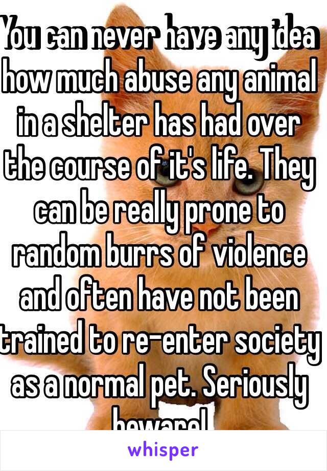 You can never have any idea how much abuse any animal in a shelter has had over the course of it's life. They can be really prone to random burrs of violence and often have not been trained to re-enter society as a normal pet. Seriously beware! 