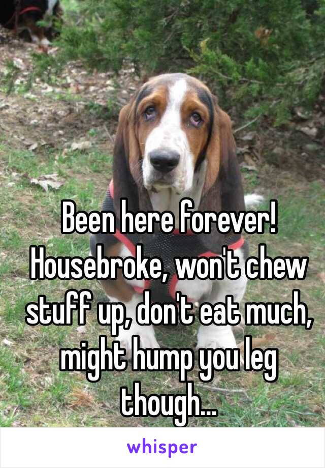 Been here forever! 
Housebroke, won't chew stuff up, don't eat much, 
might hump you leg though...