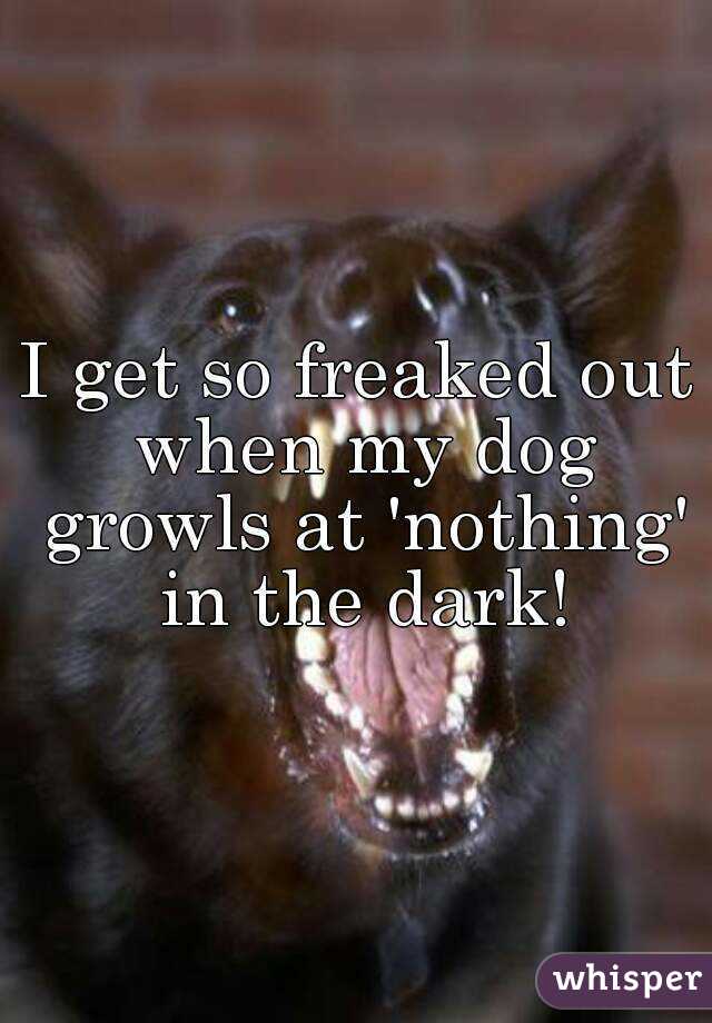 I get so freaked out when my dog growls at 'nothing' in the dark!