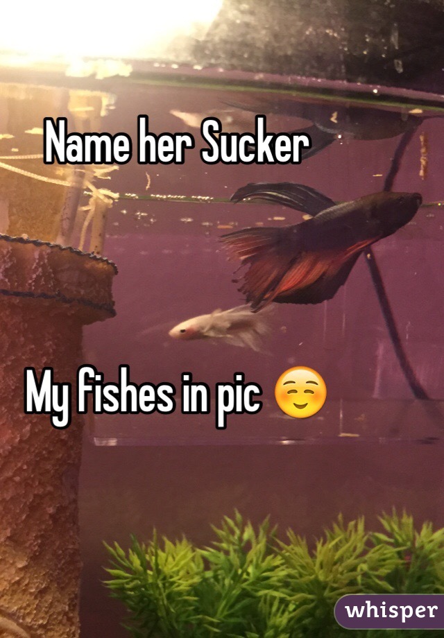 Name her Sucker 



My fishes in pic ☺️