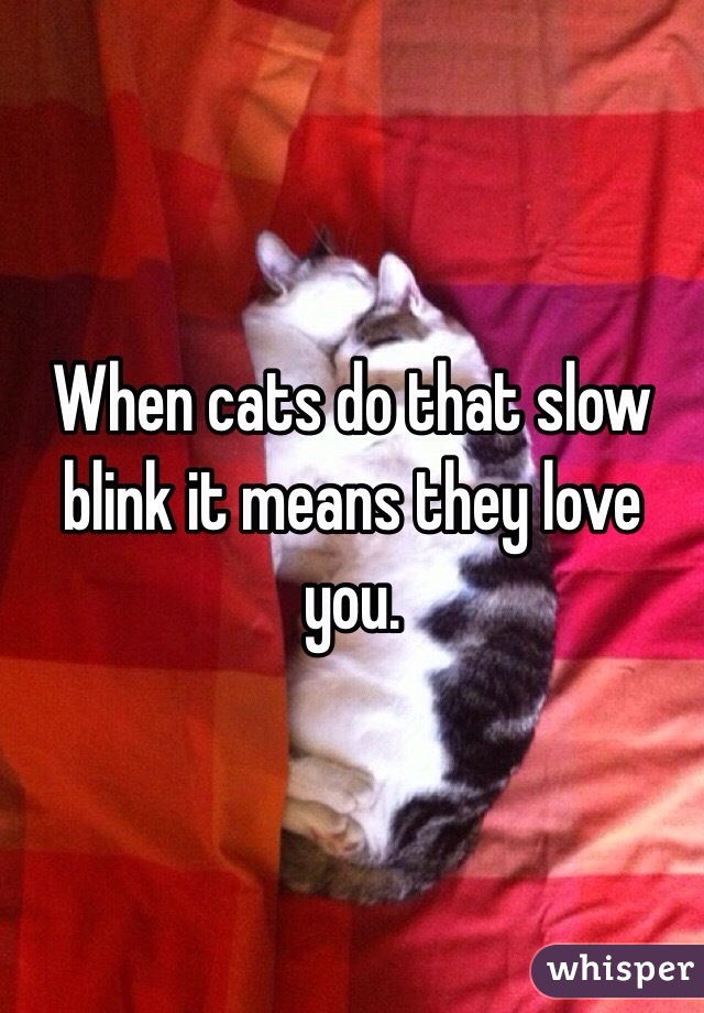 When cats do that slow blink it means they love you.