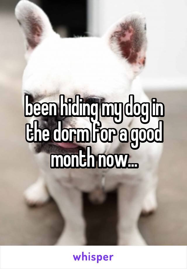 been hiding my dog in the dorm for a good month now...