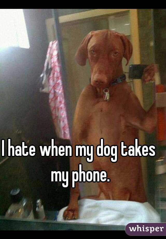 I hate when my dog takes my phone.