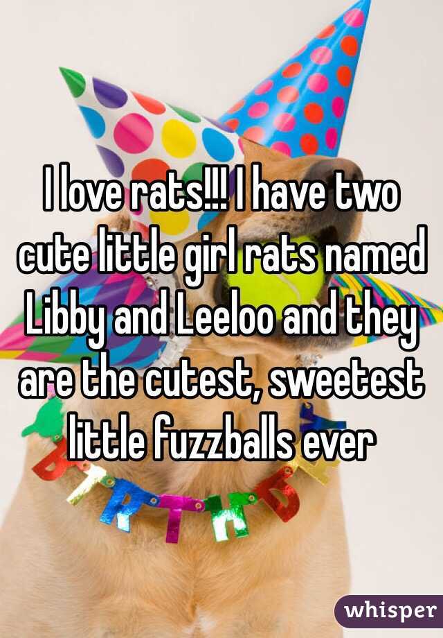 I love rats!!! I have two cute little girl rats named Libby and Leeloo and they are the cutest, sweetest little fuzzballs ever