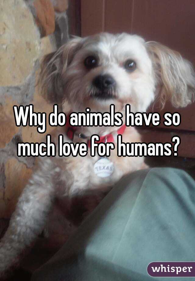 Why do animals have so much love for humans?