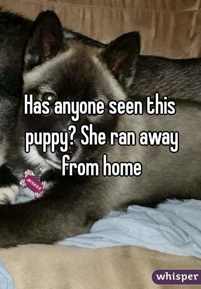 Has anyone seen this puppy? She ran away from home