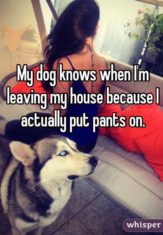 My dog knows when I'm leaving my house because I actually put pants on.
