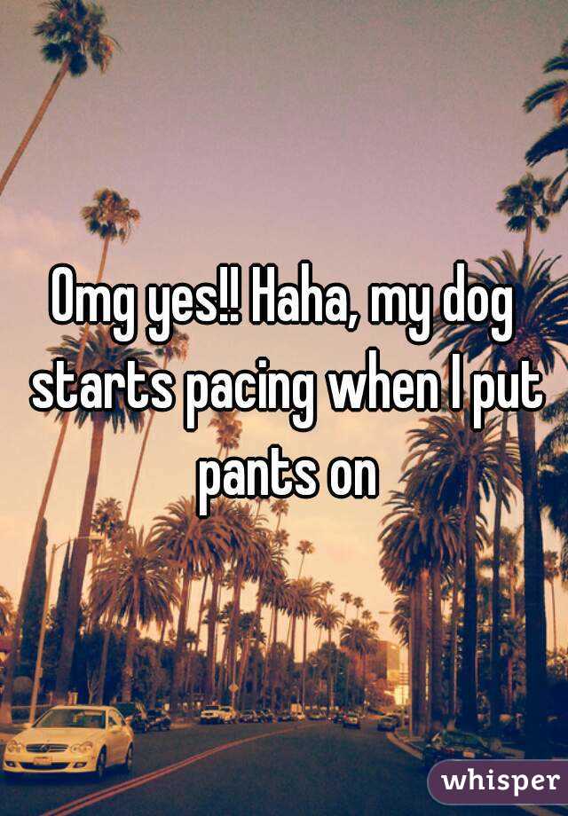 Omg yes!! Haha, my dog starts pacing when I put pants on