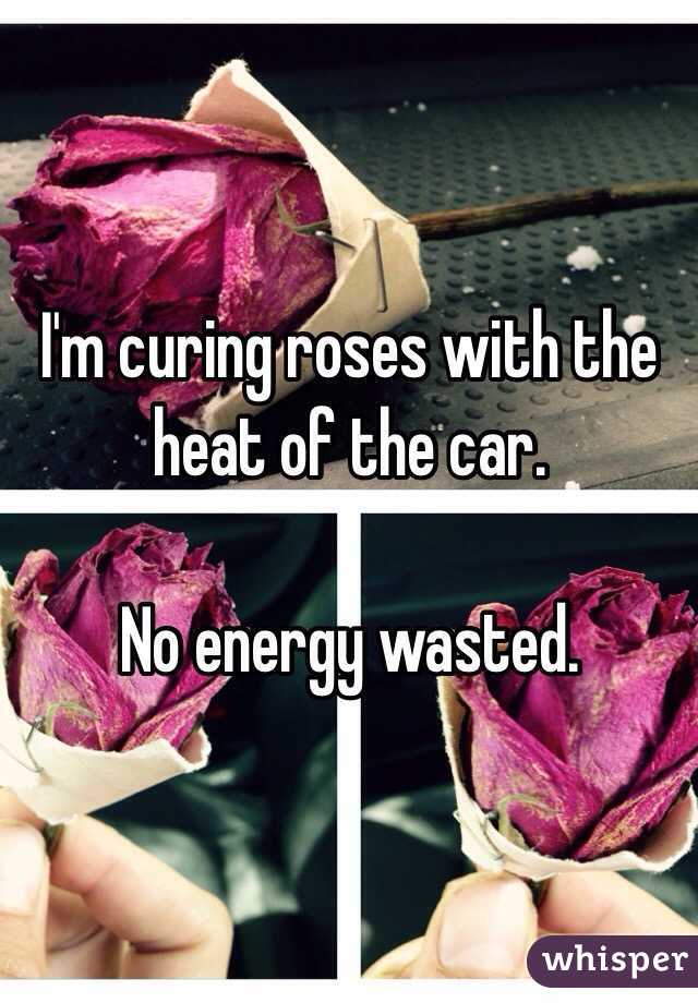 I'm curing roses with the heat of the car. 

No energy wasted. 