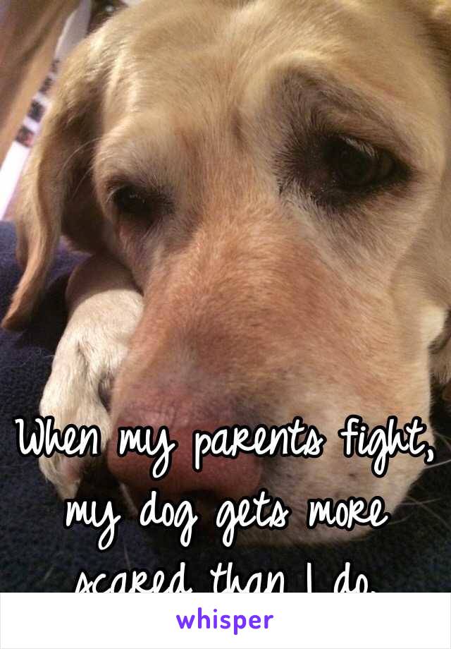 When my parents fight, my dog gets more scared than I do. 