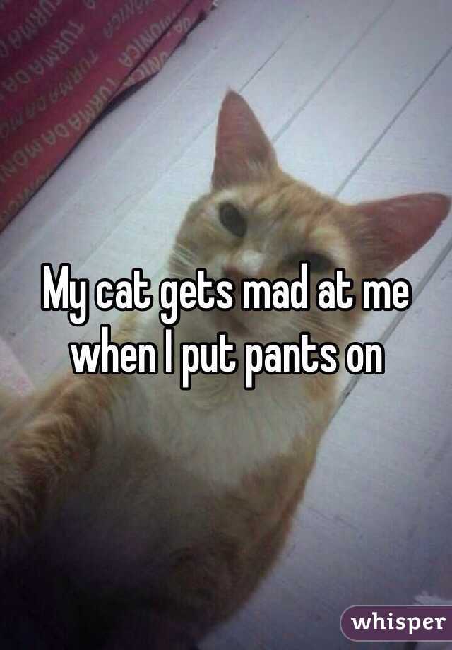 My cat gets mad at me when I put pants on