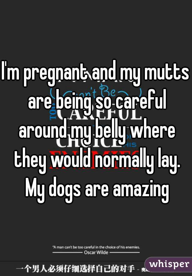 I'm pregnant and my mutts are being so careful around my belly where they would normally lay. My dogs are amazing