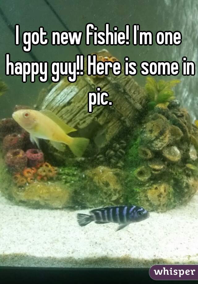 I got new fishie! I'm one happy guy!! Here is some in pic.
