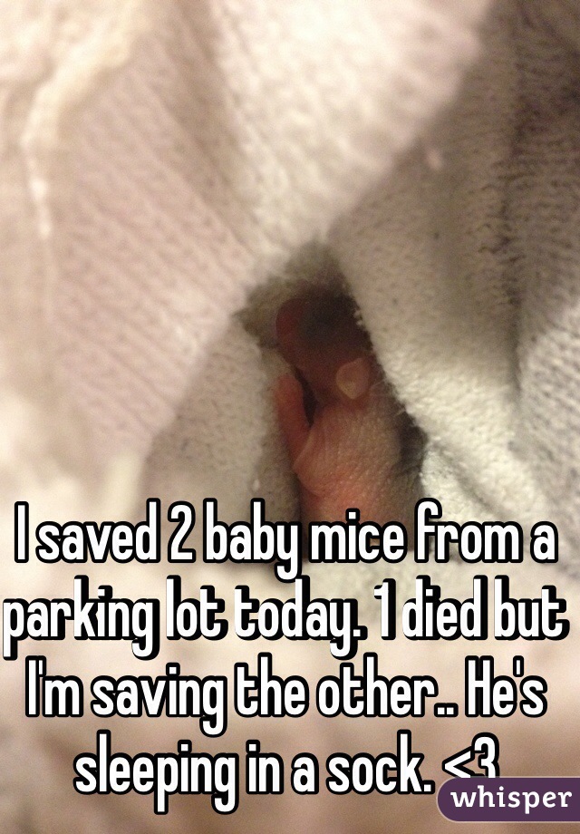 I saved 2 baby mice from a parking lot today. 1 died but I'm saving the other.. He's sleeping in a sock. <3