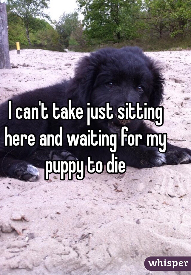 I can't take just sitting here and waiting for my puppy to die 