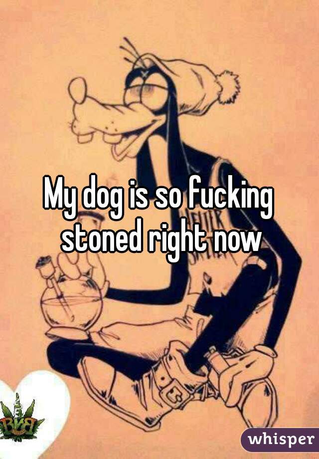 My dog is so fucking stoned right now