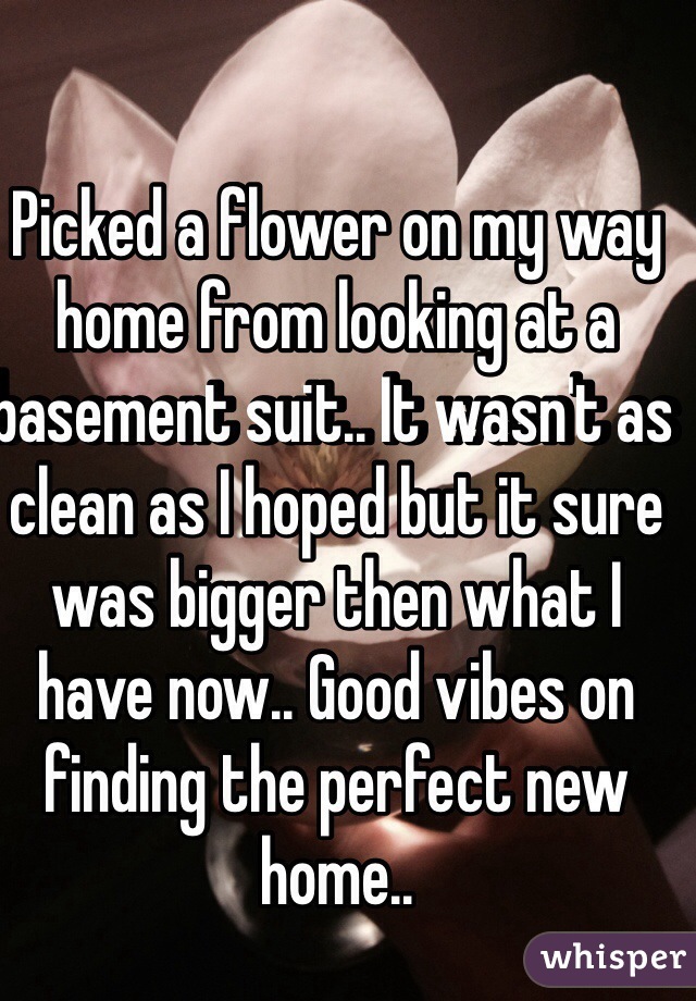Picked a flower on my way home from looking at a basement suit.. It wasn't as clean as I hoped but it sure was bigger then what I have now.. Good vibes on finding the perfect new home.. 