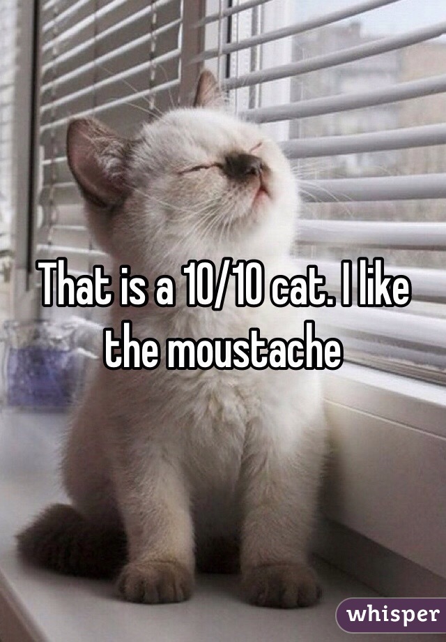 That is a 10/10 cat. I like the moustache