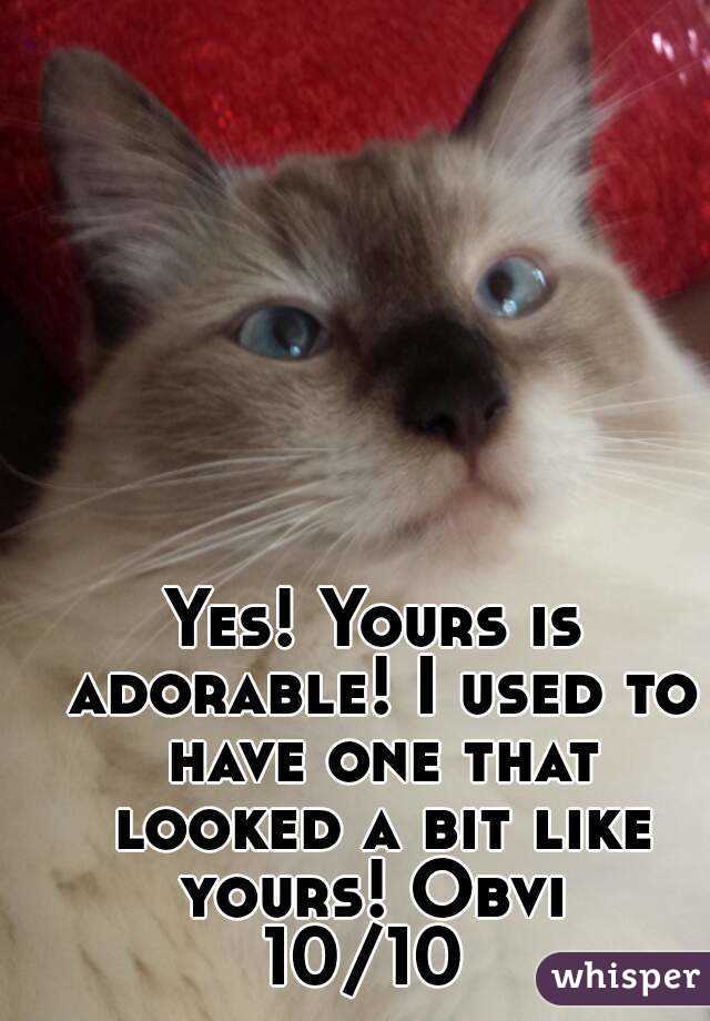 Yes! Yours is adorable! I used to have one that looked a bit like yours! Obvi 
10/10 