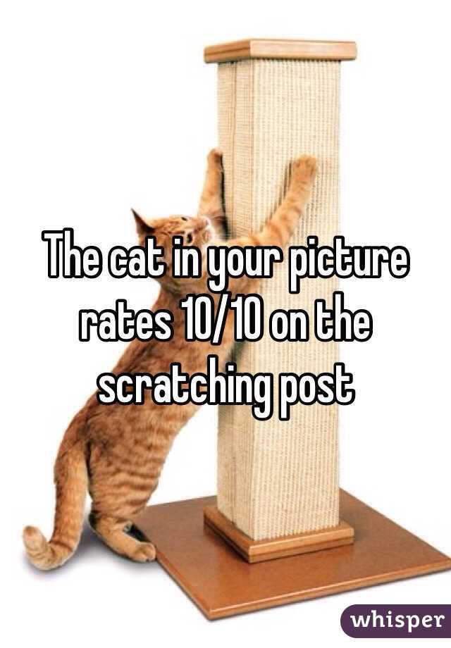 The cat in your picture rates 10/10 on the scratching post 