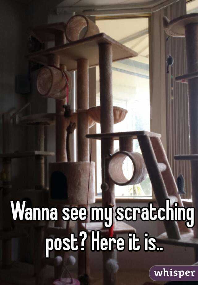 Wanna see my scratching post? Here it is..