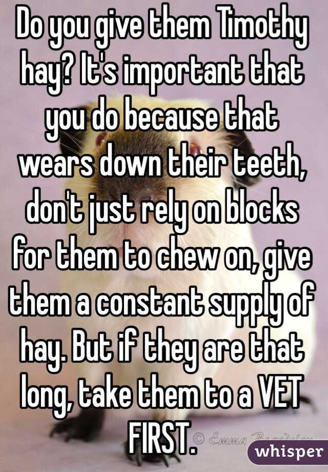 Do you give them Timothy hay? It's important that you do because that wears down their teeth, don't just rely on blocks for them to chew on, give them a constant supply of hay. But if they are that long, take them to a VET FIRST.