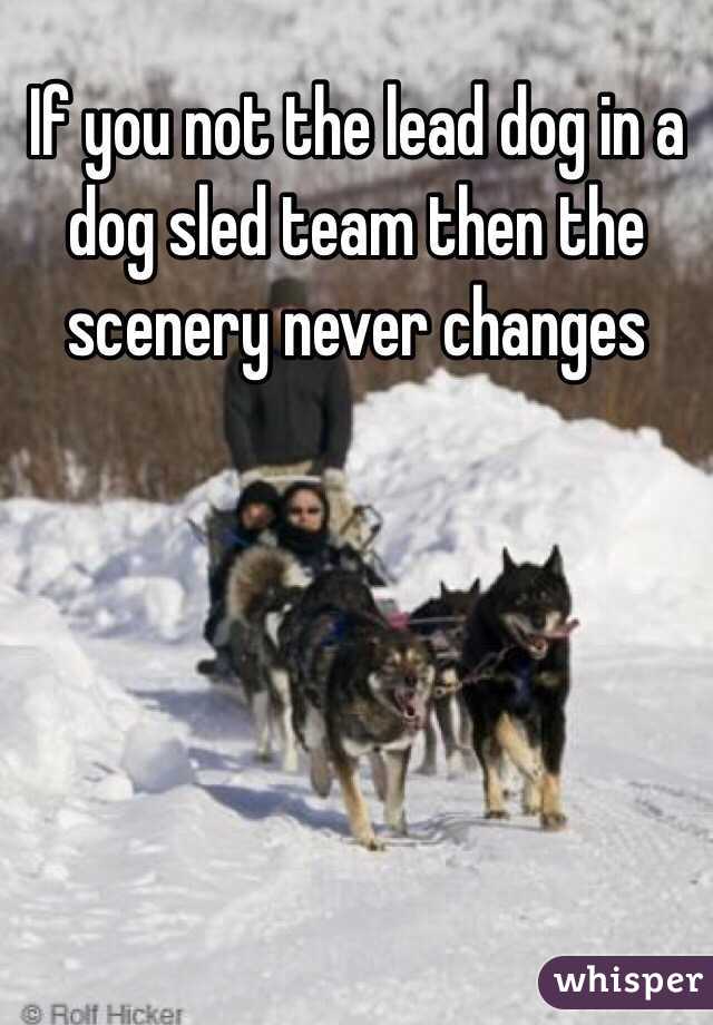 If you not the lead dog in a dog sled team then the scenery never changes
