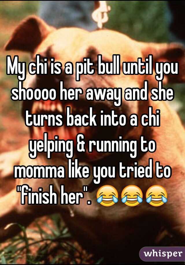 My chi is a pit bull until you shoooo her away and she turns back into a chi yelping & running to momma like you tried to "finish her". 😂😂😂 