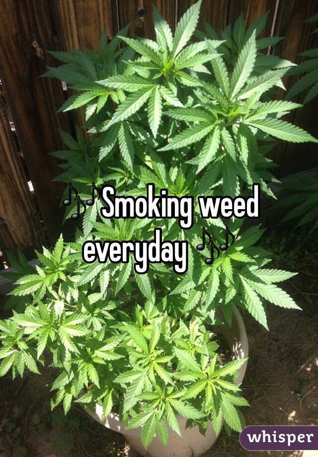 🎶Smoking weed everyday 🎶