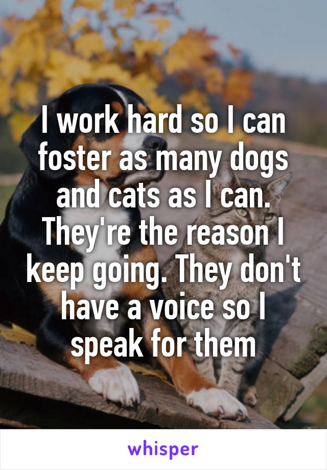 I work hard so I can foster as many dogs and cats as I can. They're the reason I keep going. They don't have a voice so I speak for them