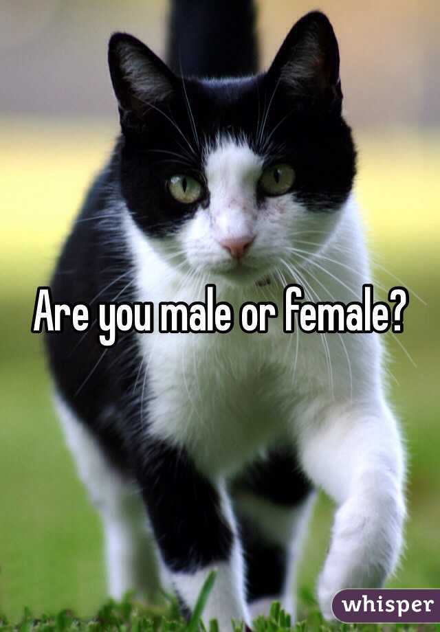 Are you male or female?